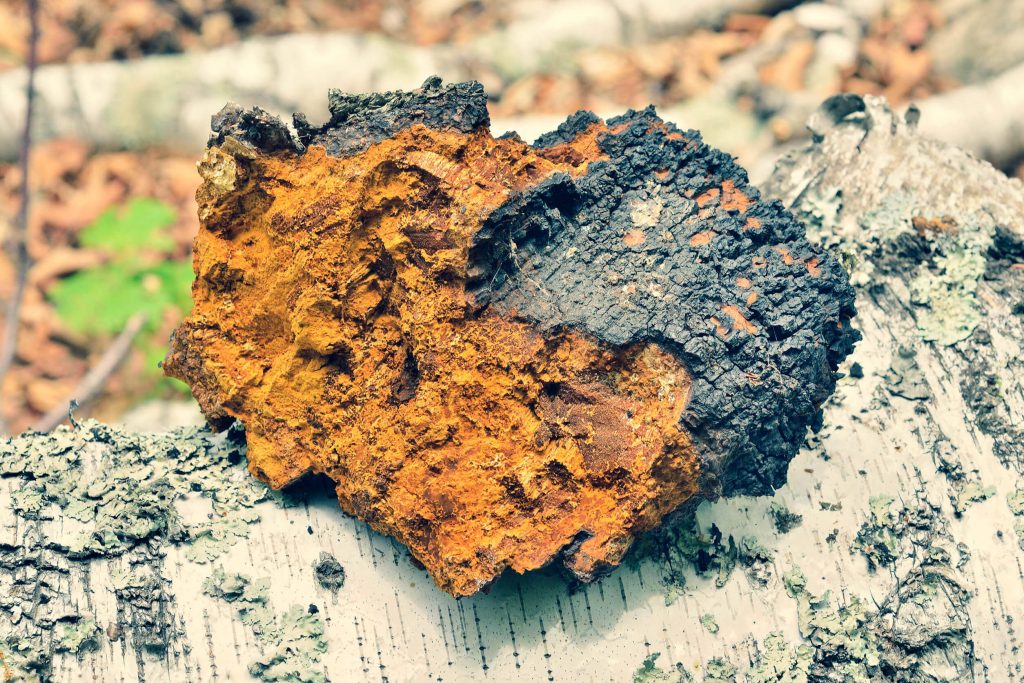 чага, как перерабатывать и хранить