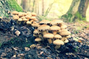 Опенок. Лечение подагры грибами