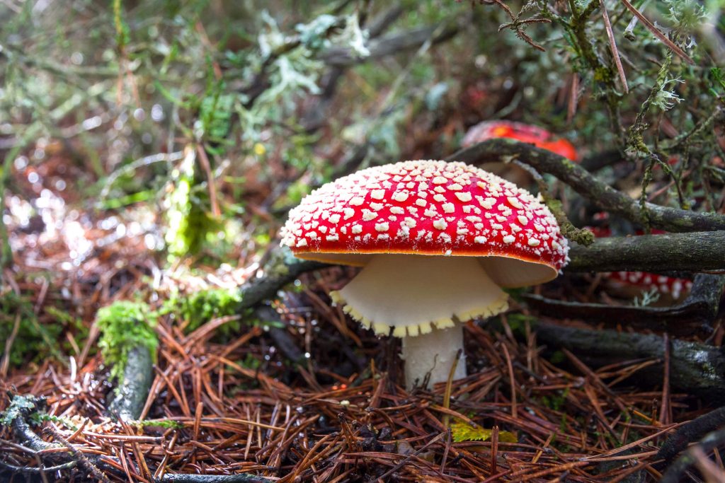 Мухомор. Лечение подагры грибами