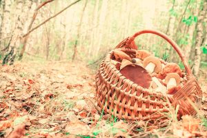 Корзинка с грибами. Лечение подагры грибами