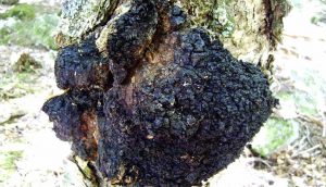 Чага. Подагра и ее лечение.