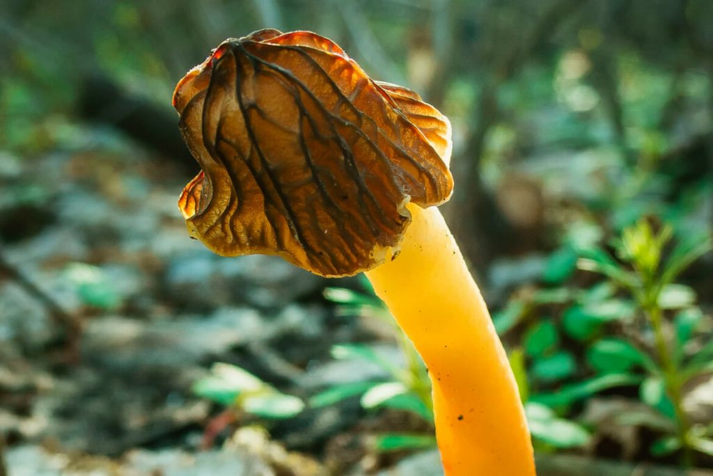 Сморчок деликатесный