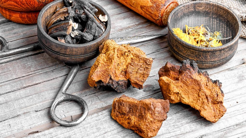 Чага для лечения ковида