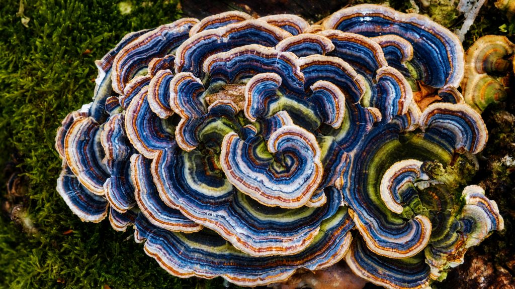 траметес часть 2 1