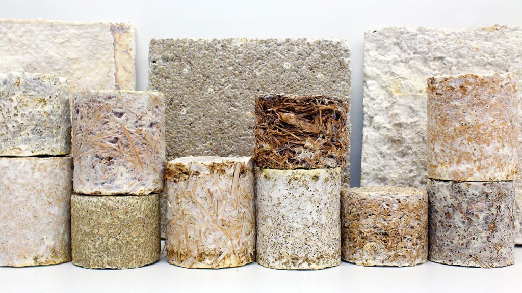 грибные стройматериалы 1