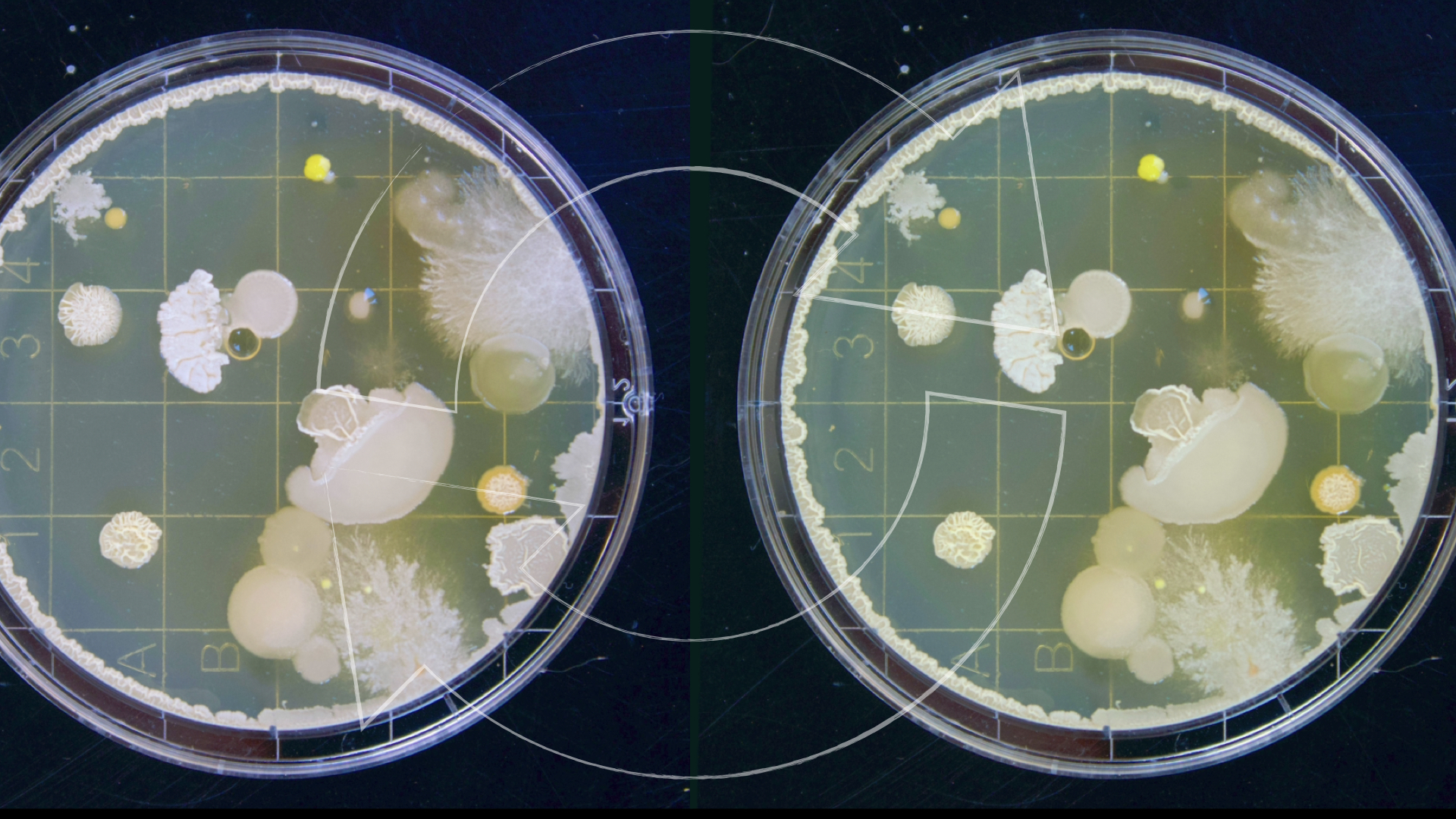 Хитин и хитозан из грибов
