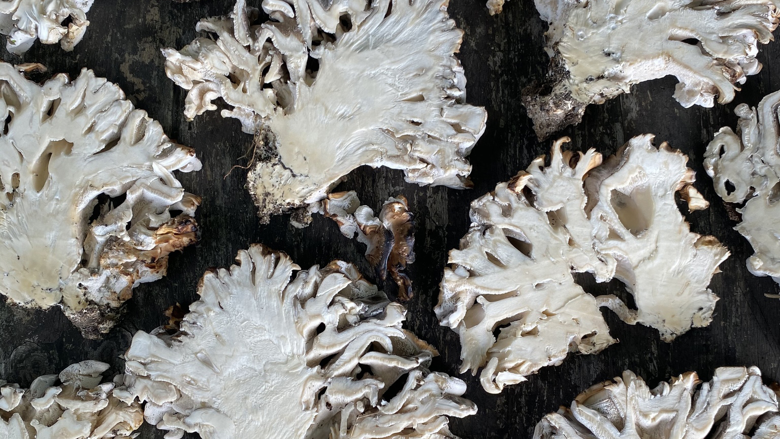 Исследование противоопухолевых свойств гриба майтаке