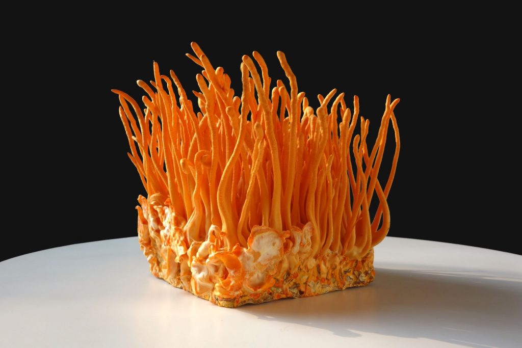 Кордицепс – гриб с уникальными свойствами для здоровья и энергии