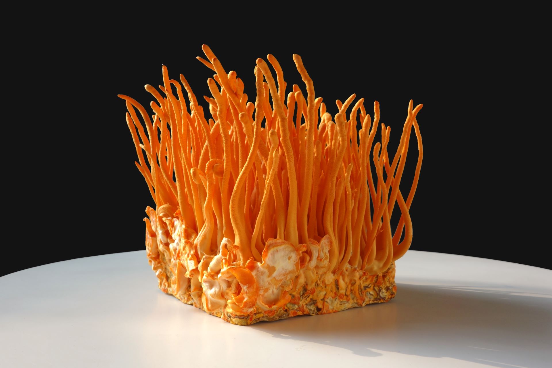 Кордицепс – гриб с уникальными свойствами для здоровья и энергии