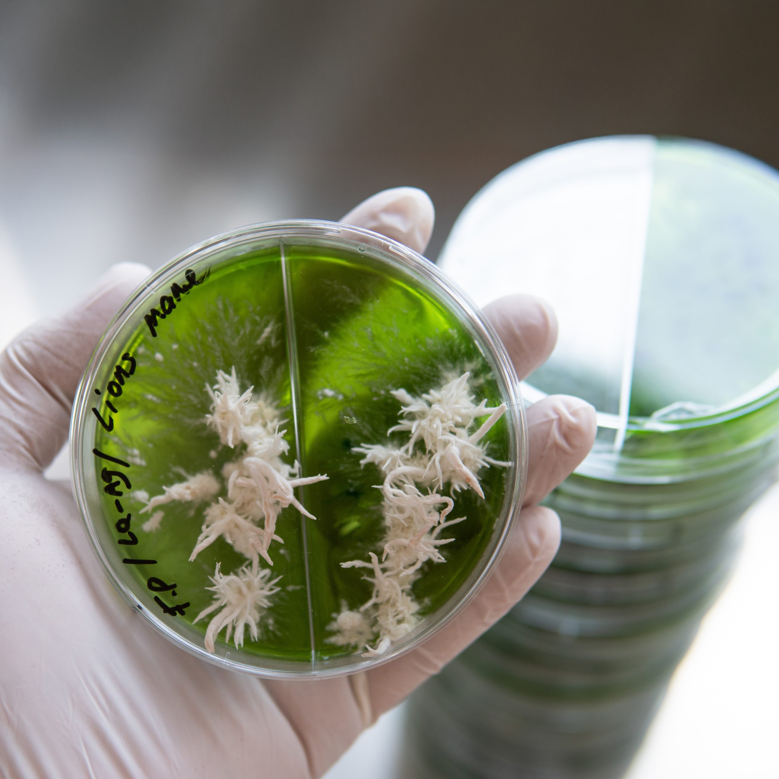 Mycology and conservation of mushroom cultures. Mycelium of the