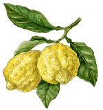 М. Сергеева. Путеводитель по флоре Средиземноморья. — изображение 5