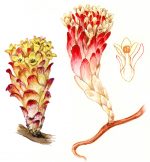 М. Сергеева. Путеводитель по флоре Средиземноморья. — изображение 6