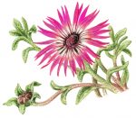 М. Сергеева. Путеводитель по флоре Средиземноморья. — изображение 3