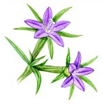 М. Сергеева. Путеводитель по флоре Средиземноморья. — изображение 7