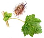 М. Сергеева. Путеводитель по флоре Средиземноморья. — изображение 8