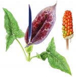 М. Сергеева. Путеводитель по флоре Средиземноморья. — изображение 9