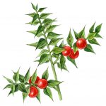 М. Сергеева. Путеводитель по флоре Средиземноморья. — изображение 10