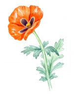 М. Сергеева. Путеводитель по флоре Средиземноморья. — изображение 4