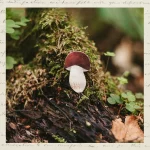 Брошка «Белый гриб» • Сувенир от Fungiline