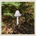 Брошка «Чернильный гриб» • Сувенир от Fungiline