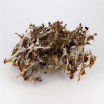 Цетрария исландская (исландский мох) • 60 капсул — изображение 8