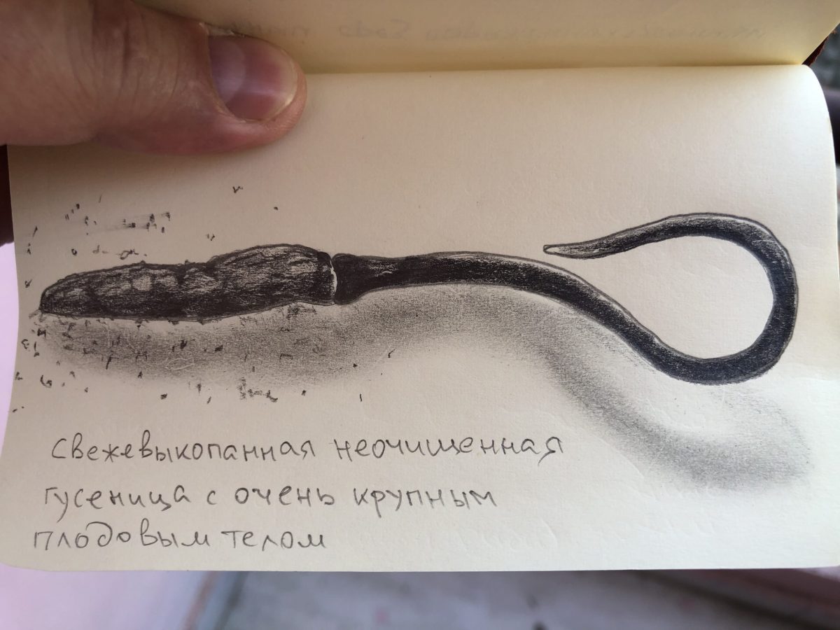 Кордицепс китайский дикорастущий • 10 г — изображение 3