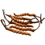 Кордицепс китайский дикорастущий • 10 г