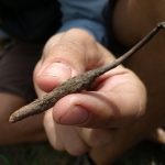 Кордицепс китайский дикорастущий • 10 г — изображение 7