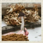 Брошка «Подберёзовик» • Сувенир от Fungiline — изображение 2