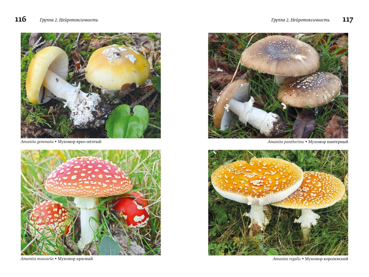 М. Вишневский, А. Алтиери. Определитель синдромов отравлений ядовитыми грибами по клинической картине — изображение 21