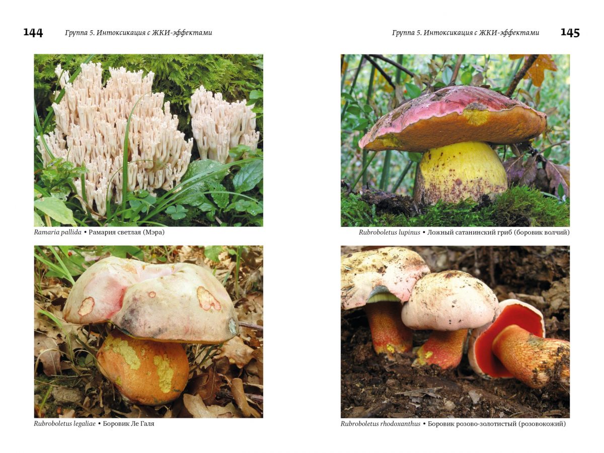 М. Вишневский, А. Алтиери. Определитель синдромов отравлений ядовитыми грибами по клинической картине — изображение 24
