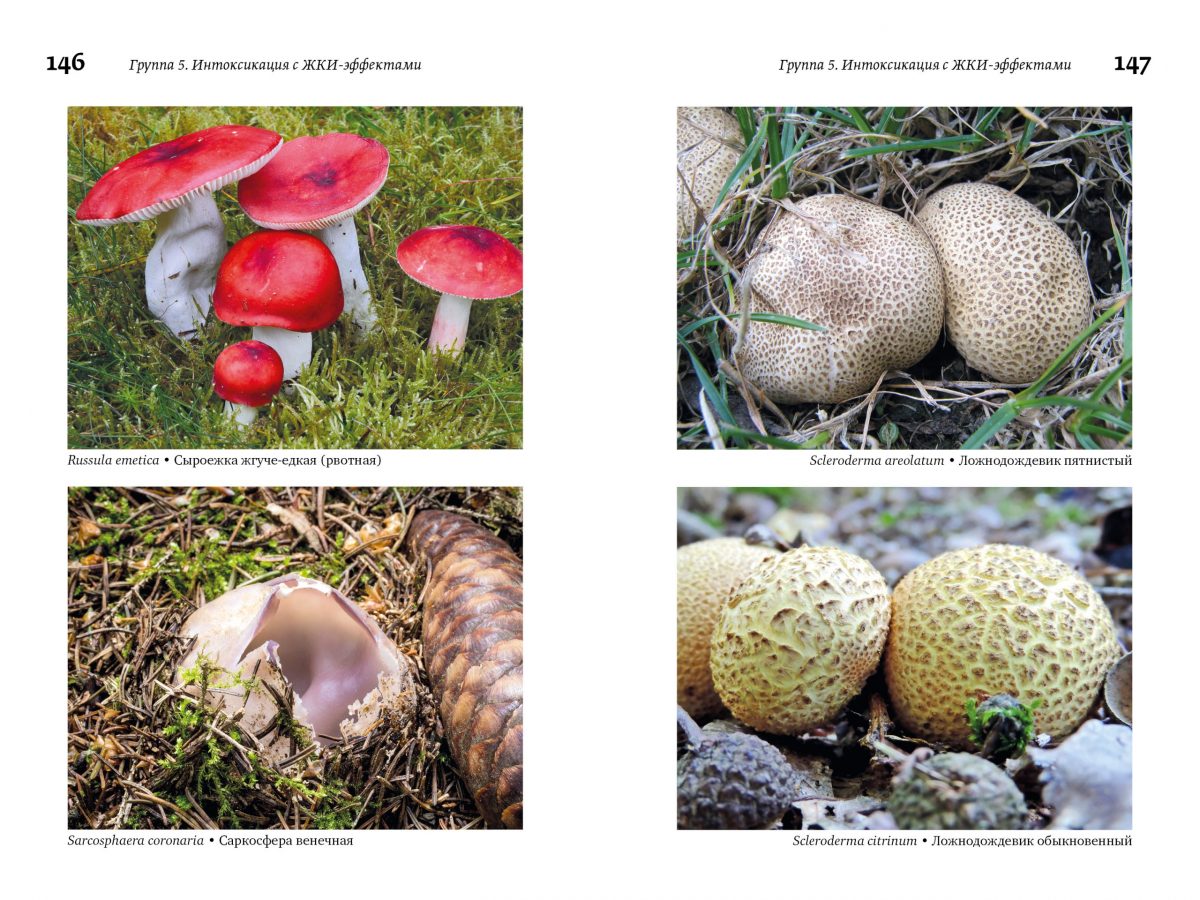 М. Вишневский, А. Алтиери. Определитель синдромов отравлений ядовитыми грибами по клинической картине — изображение 25
