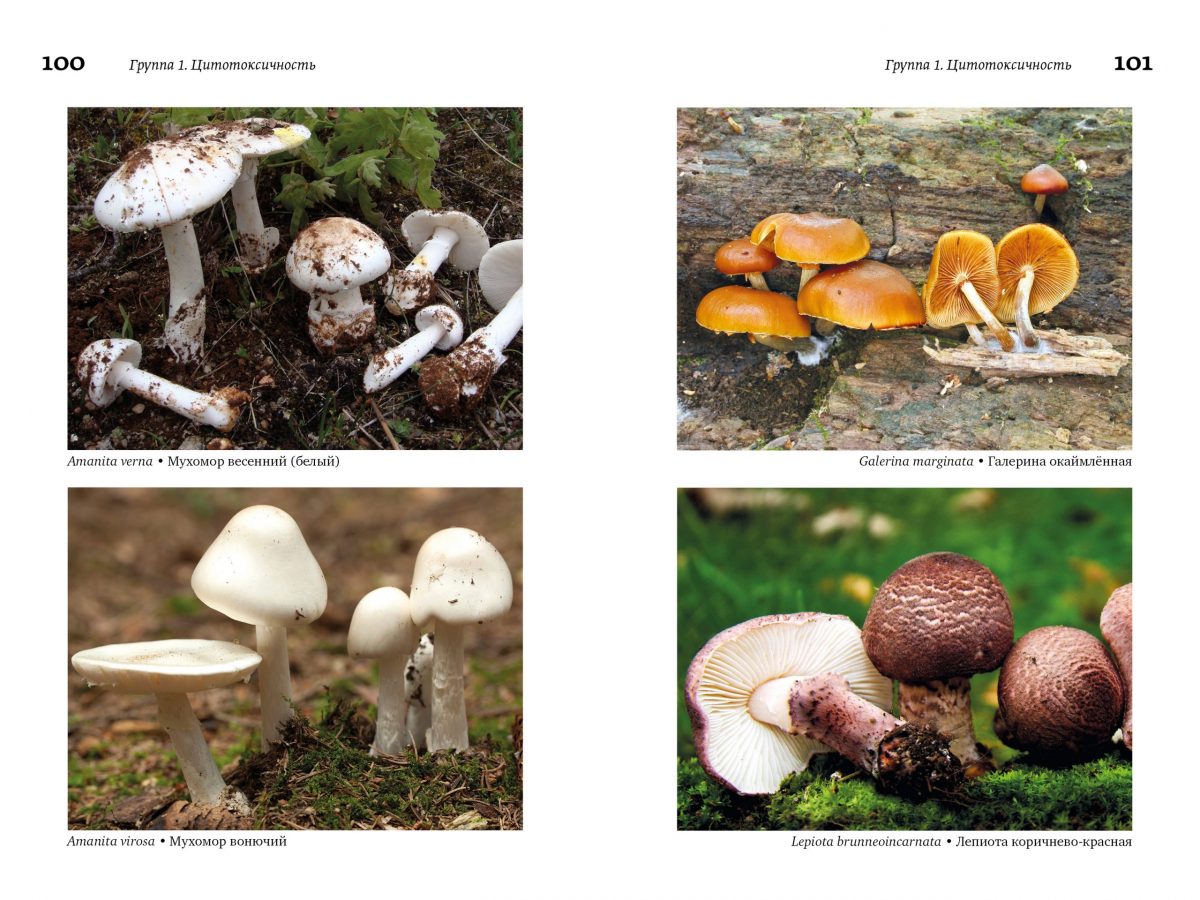 М. Вишневский, А. Алтиери. Определитель синдромов отравлений ядовитыми грибами по клинической картине — изображение 19