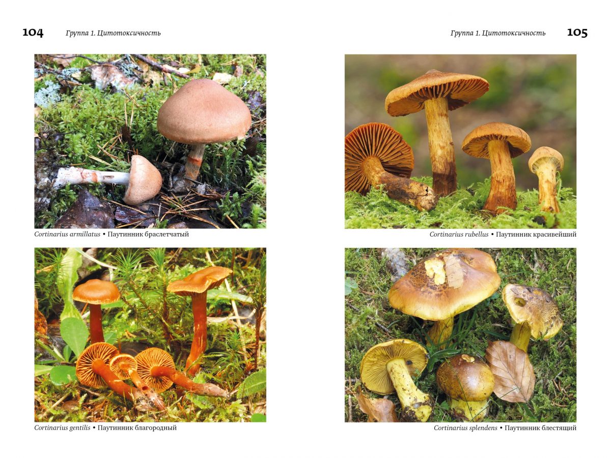М. Вишневский, А. Алтиери. Определитель синдромов отравлений ядовитыми грибами по клинической картине — изображение 20