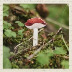 Брошка «Сыроежка» • Сувенир от Fungiline