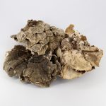 Траметес разноцветный • 60 капсул — изображение 6