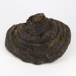 Трутовик ложный (Phellinus) • 60 капсул — изображение 3